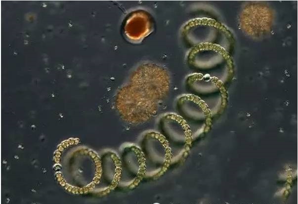 丝状蓝细菌鱼腥藻Anabaenasp.