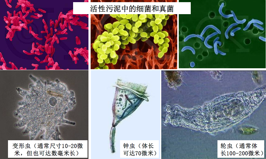 乡镇生活污水处理工艺-活性污泥法